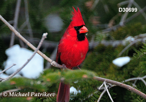 Northern Cardinal (Cardinalis cardinalis)